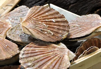 La Fête de la Coquille Saint-Jacques revient à Villard-de-Lans !